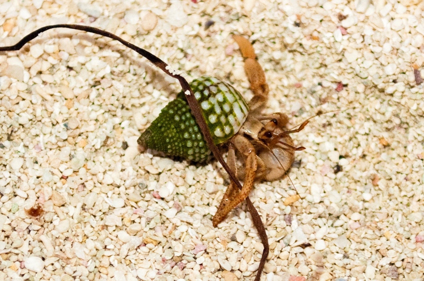 hermit crab