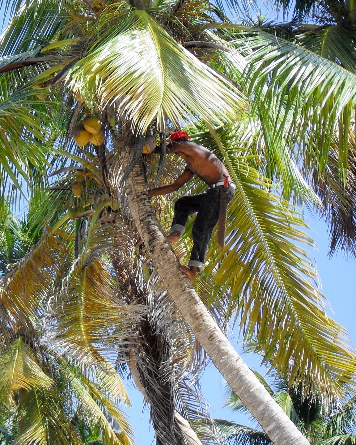 man climbing coconut tree