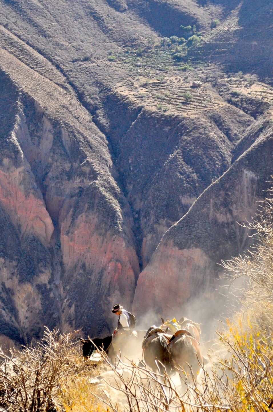 man riding a mule down the steep sides of a canyon in Peru