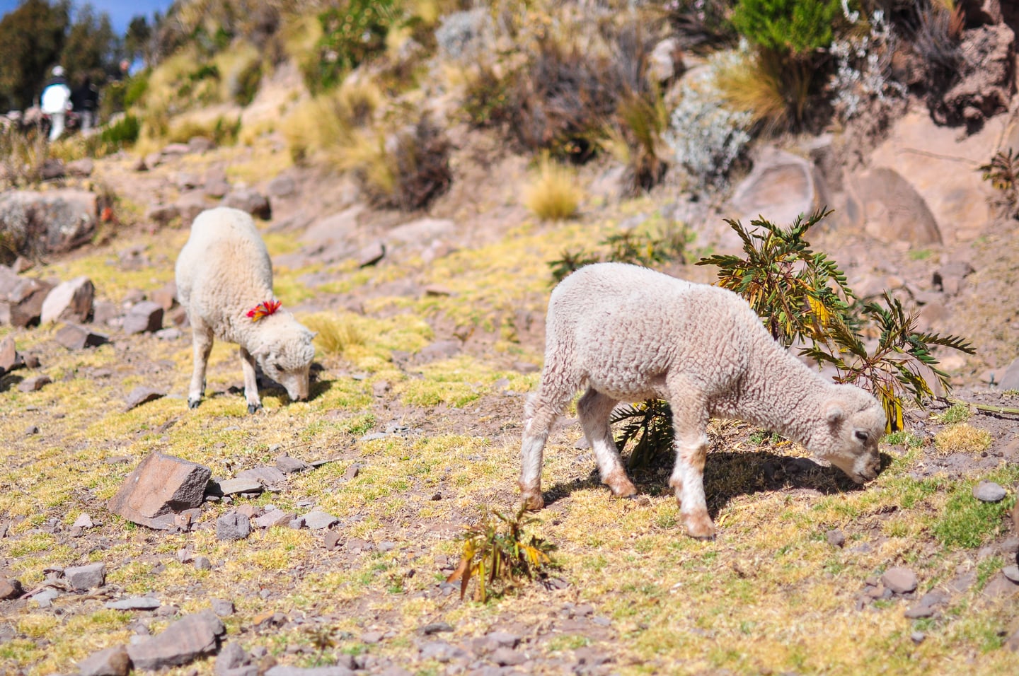 lamb grazing on island in Lake Titicaca