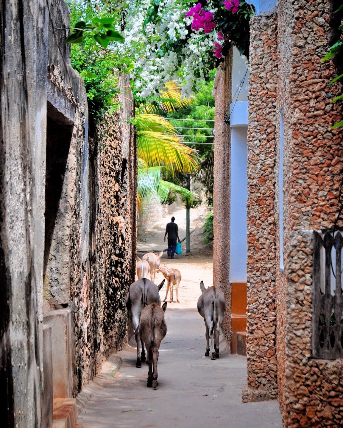 mules in an alley