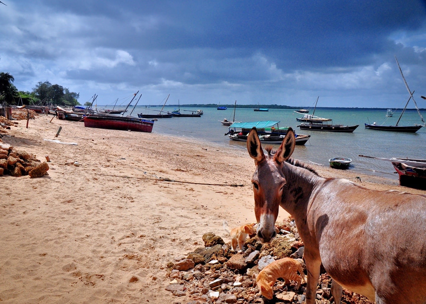 mule in Lamu Island