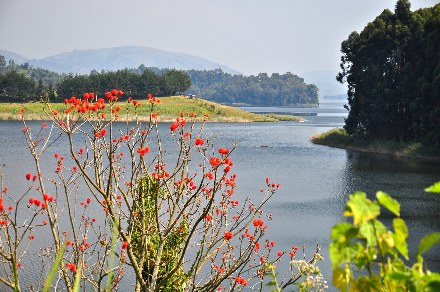flowers on the banks of Lake Bunyonyi Uganda