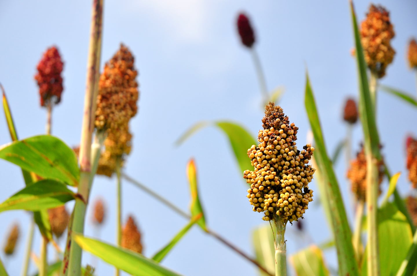 sorghum fields Uganda