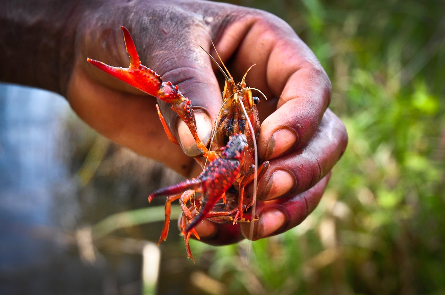 crayfish Lake Bunyonyi Uganda