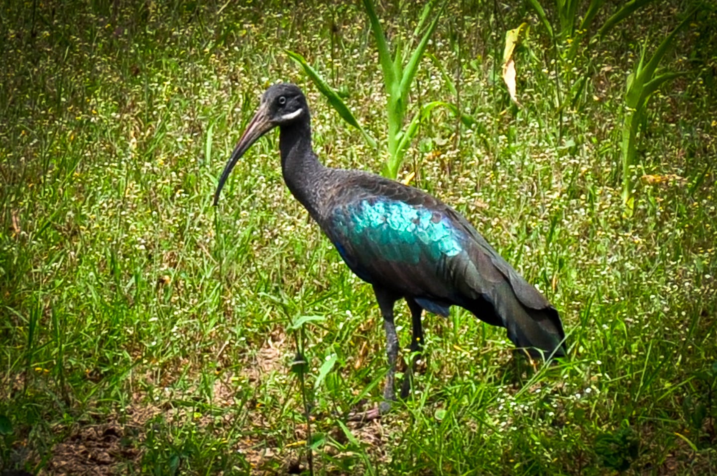 Hadada Ibis Lake Bunyonyi Uganda Byoona Amagara