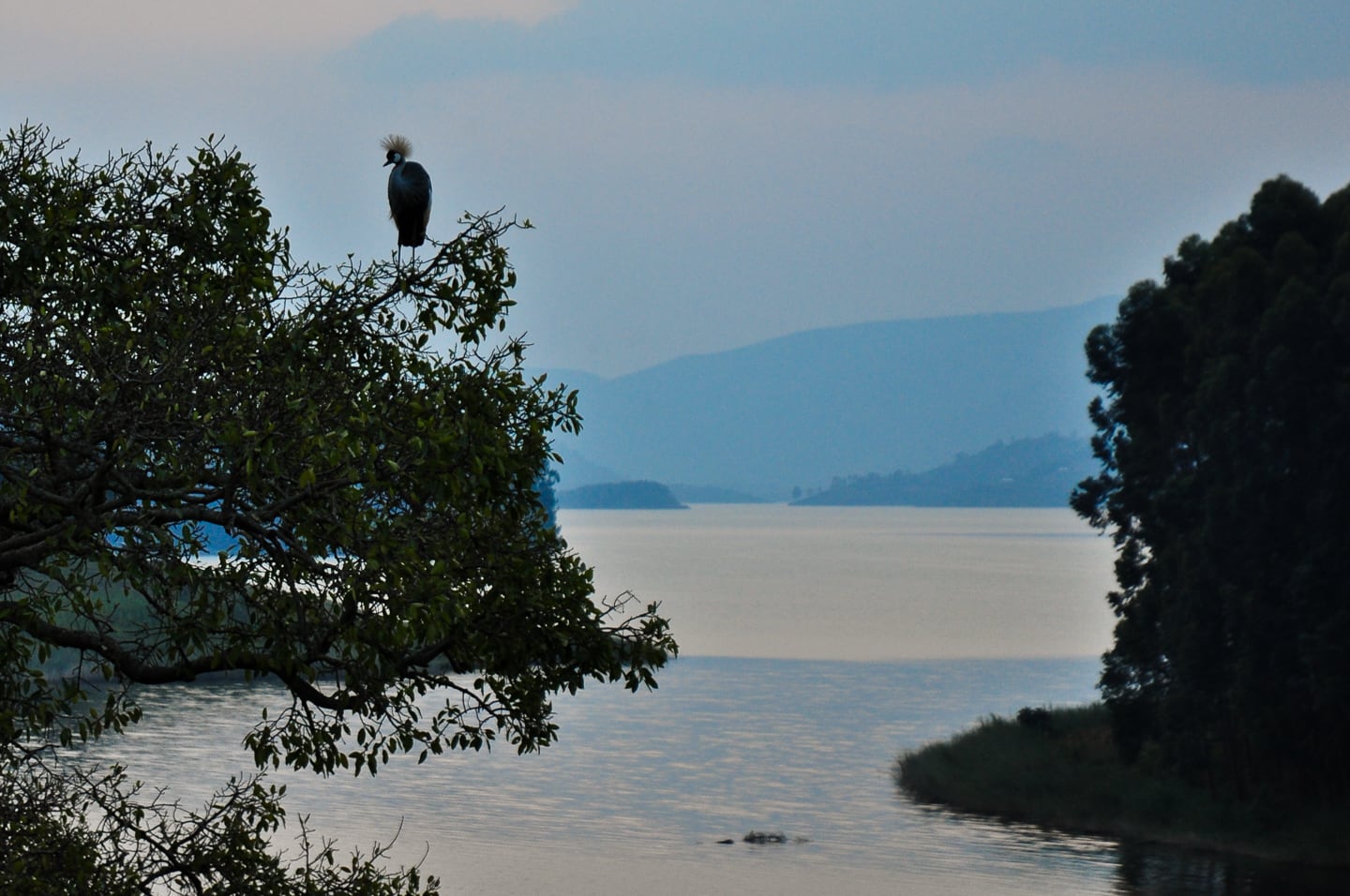Crested Crane perched on a tree overlooking Lake Bunyonyi Uganda Byoona Amagara