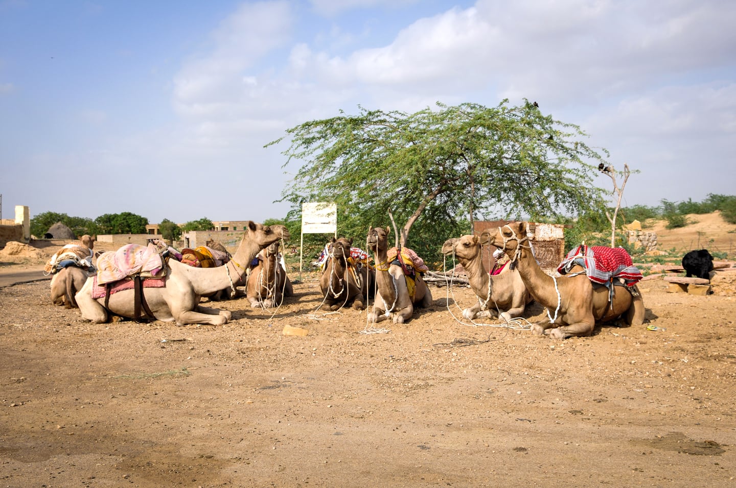camels at rest in Khuri Village Rajasthan