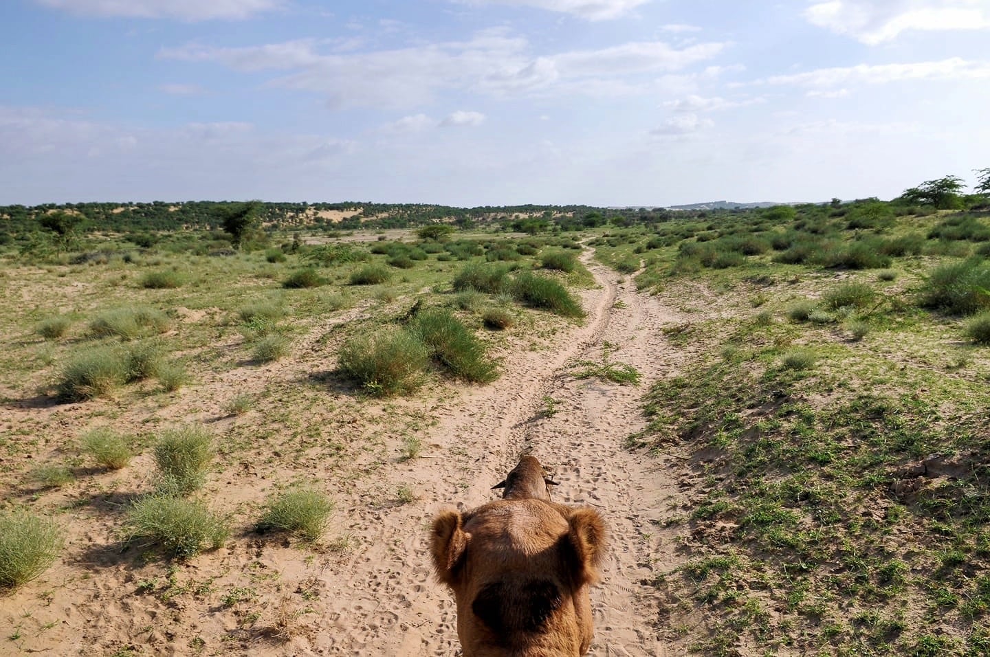 camel walking into a lush desert