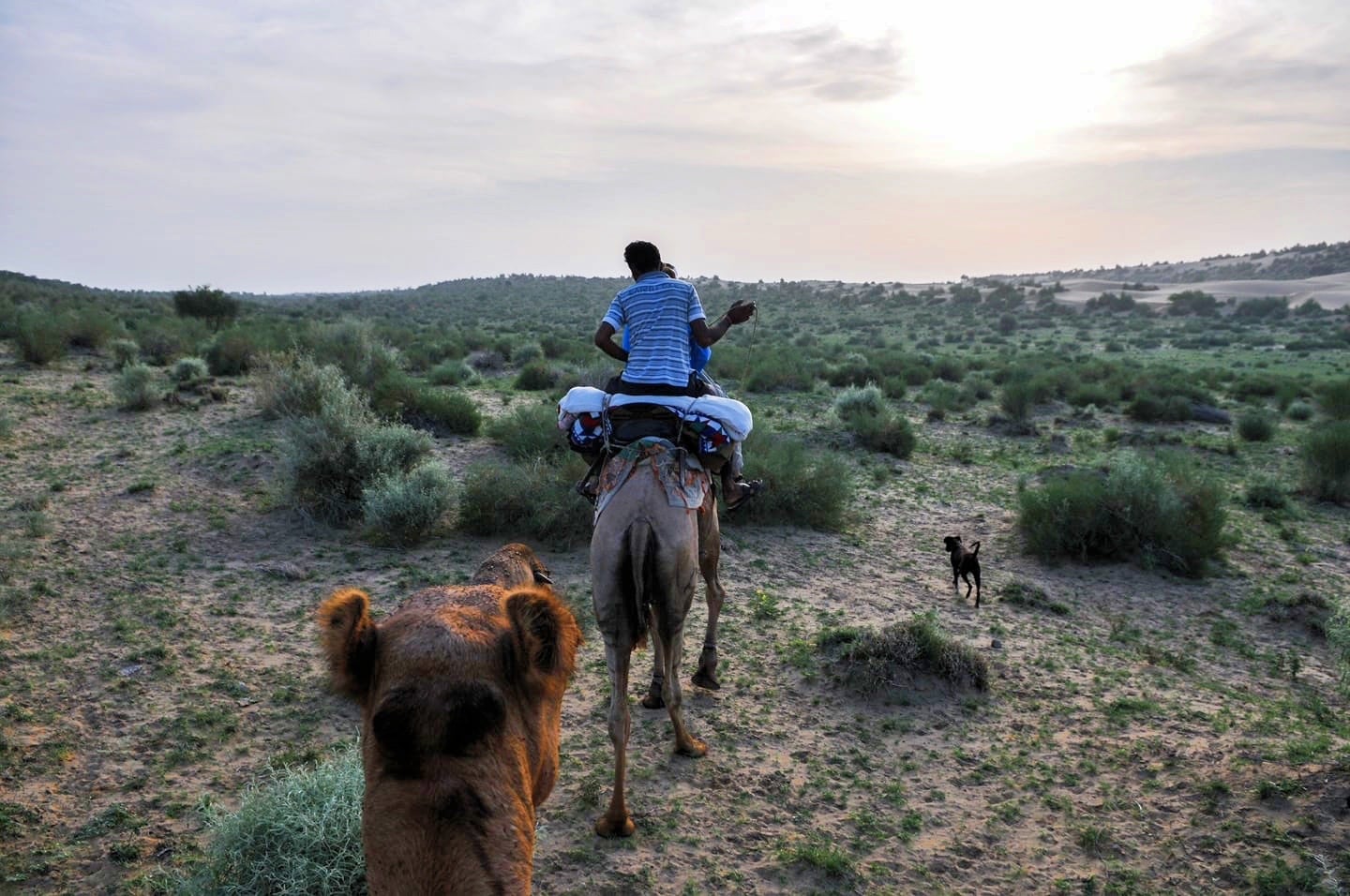 camels and driver in the Thar Desert