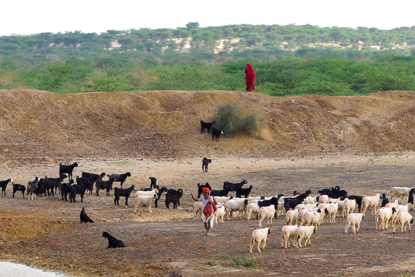 man and goats in Rajasthan