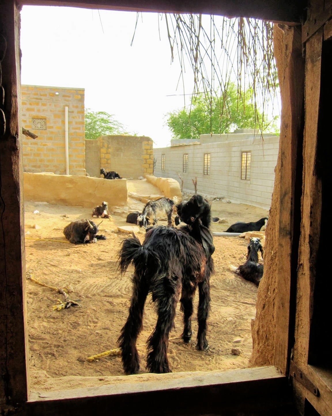 goats in courtyard