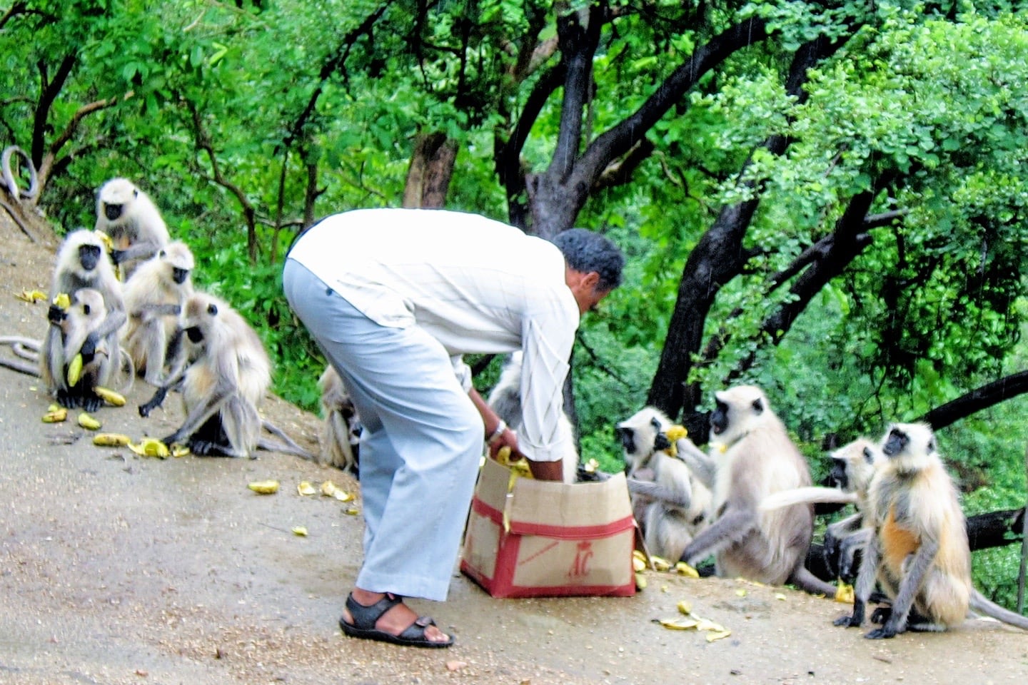 feeding monkeys on bus from jodhpur to udaipur