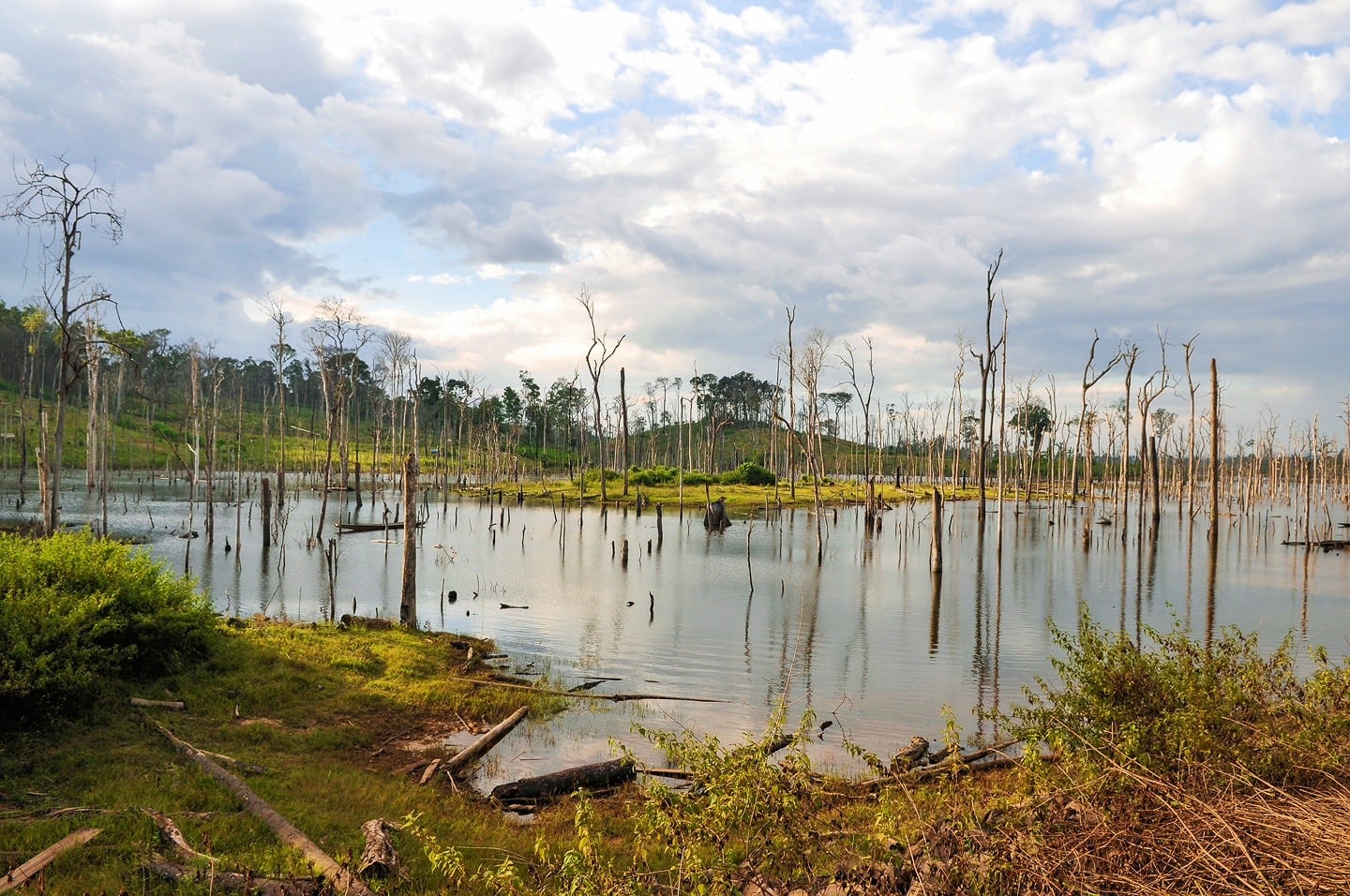 reservoir and dead trees