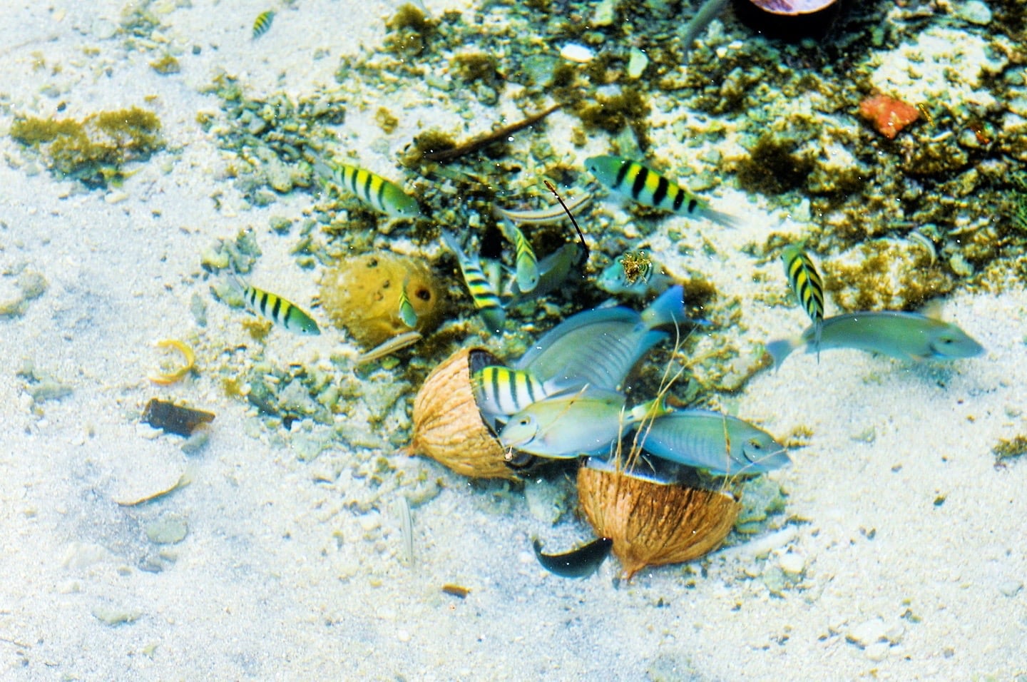 marine life Tobacco Caye