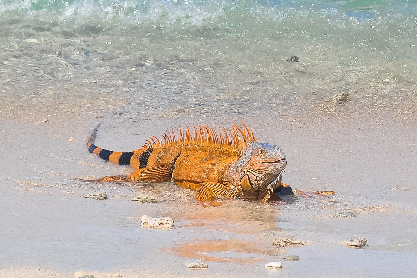 Lime Caye Sapodilla Cayes Belize iguana