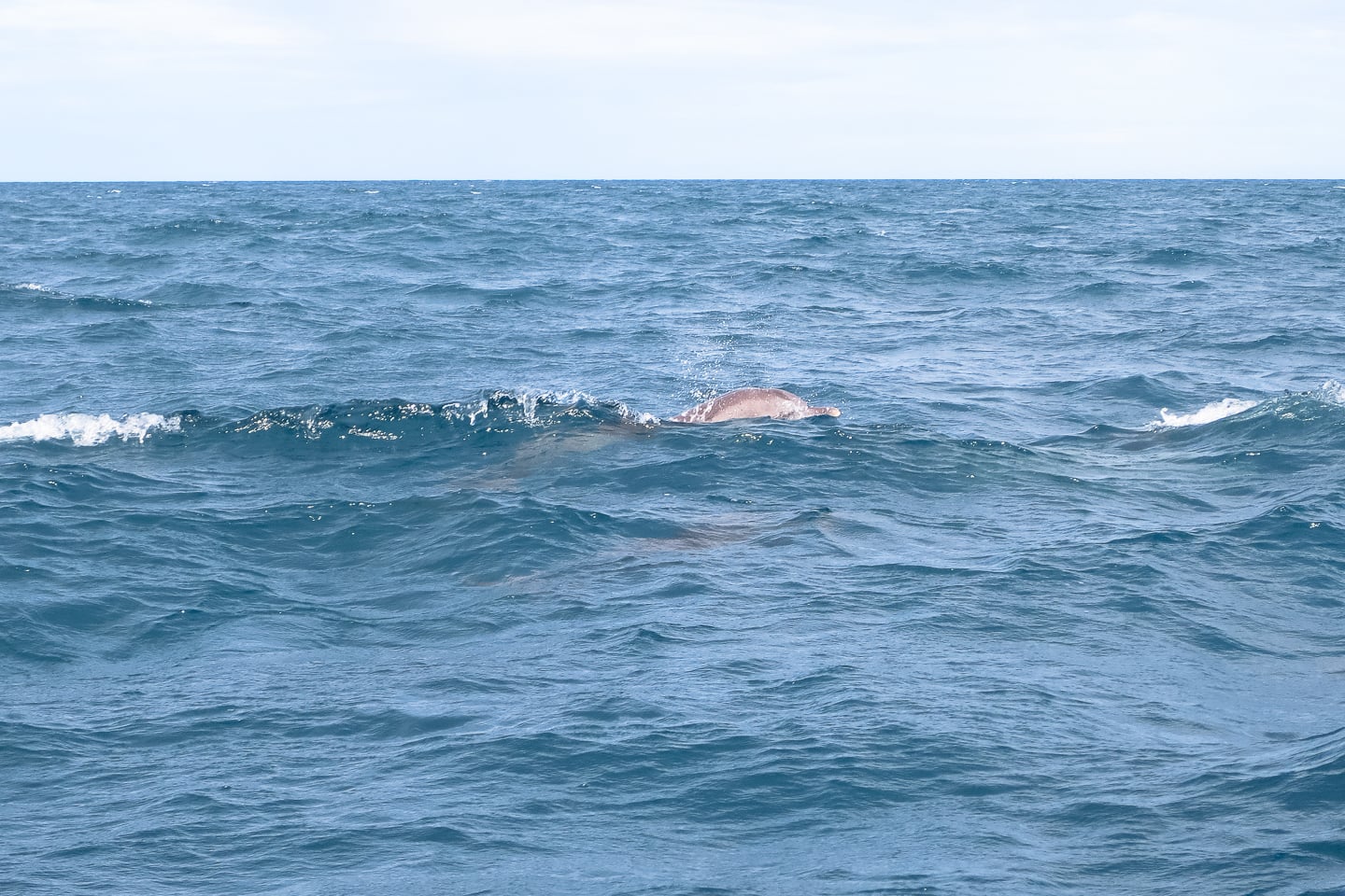 Lime Caye Sapodilla Cayes Belize dolphins