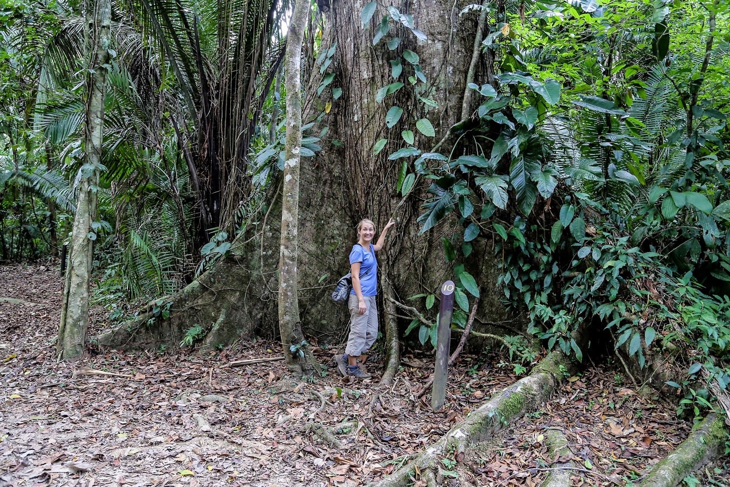 jaguar preserve belize ceiba tree