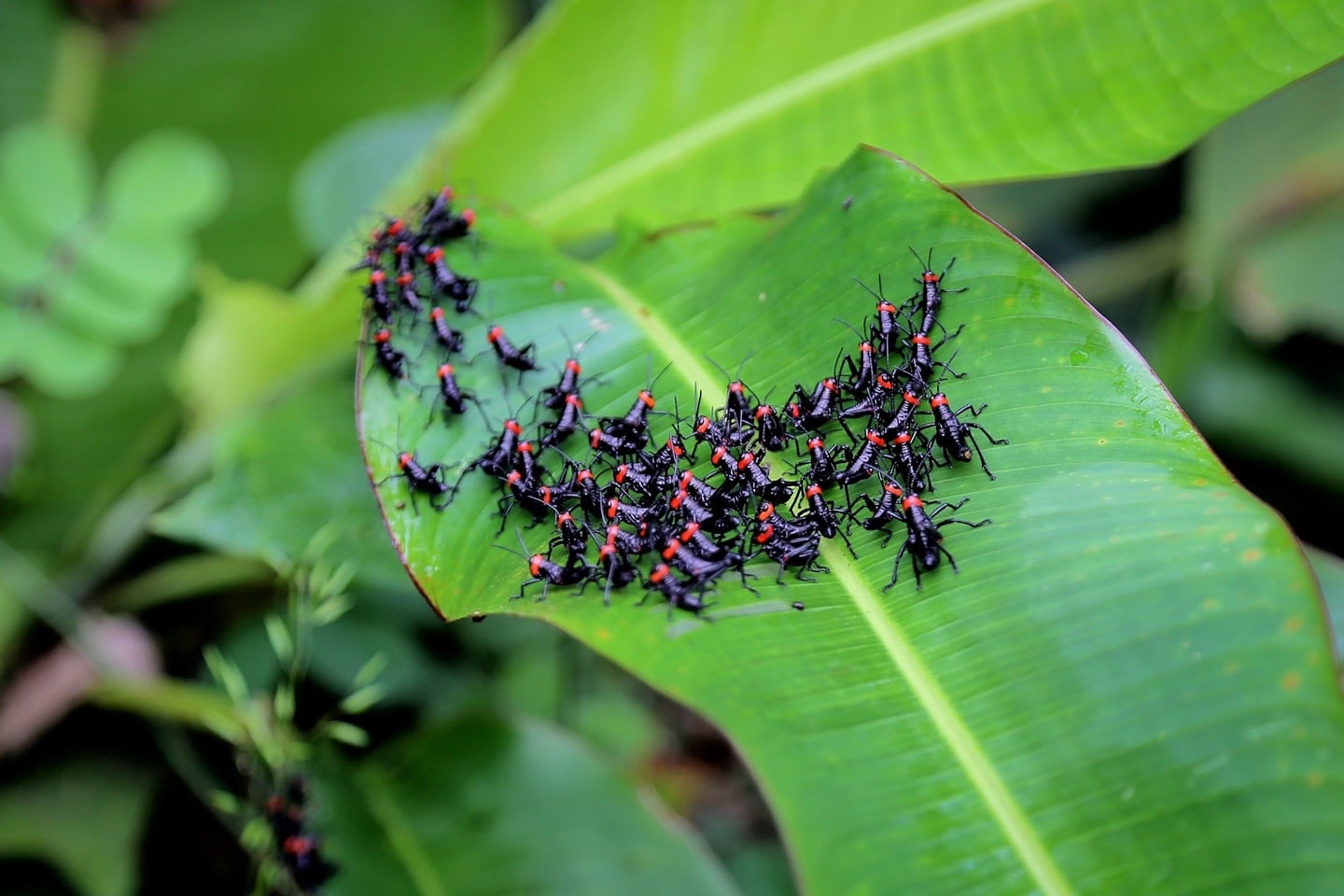 insects on leaf