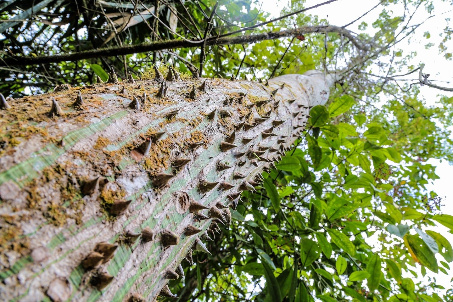 thorny tree in jungle