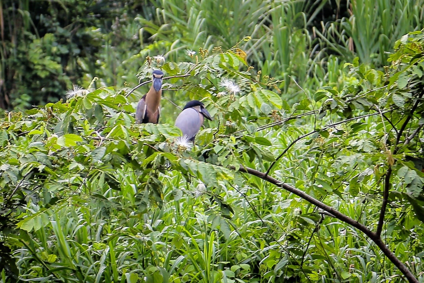 jaguar preserve belize boat billed heron