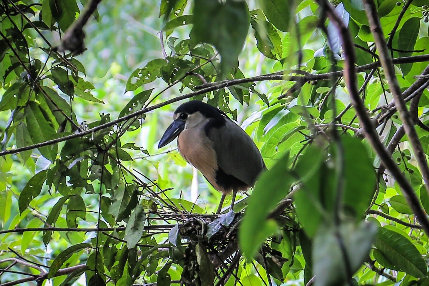 boat billed heron cockscomb basin wildlife sanctuary