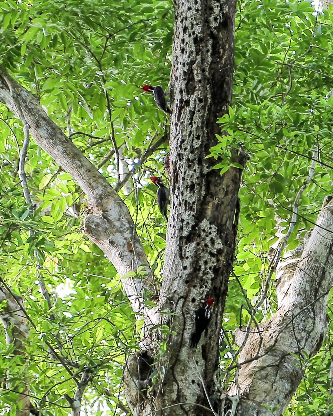 jaguar preserve belize