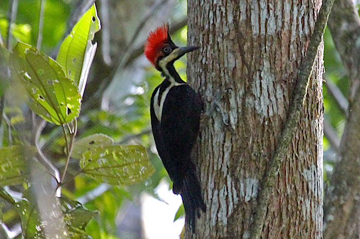lineated woodpecker cockscomb basin wildlife sanctuary
