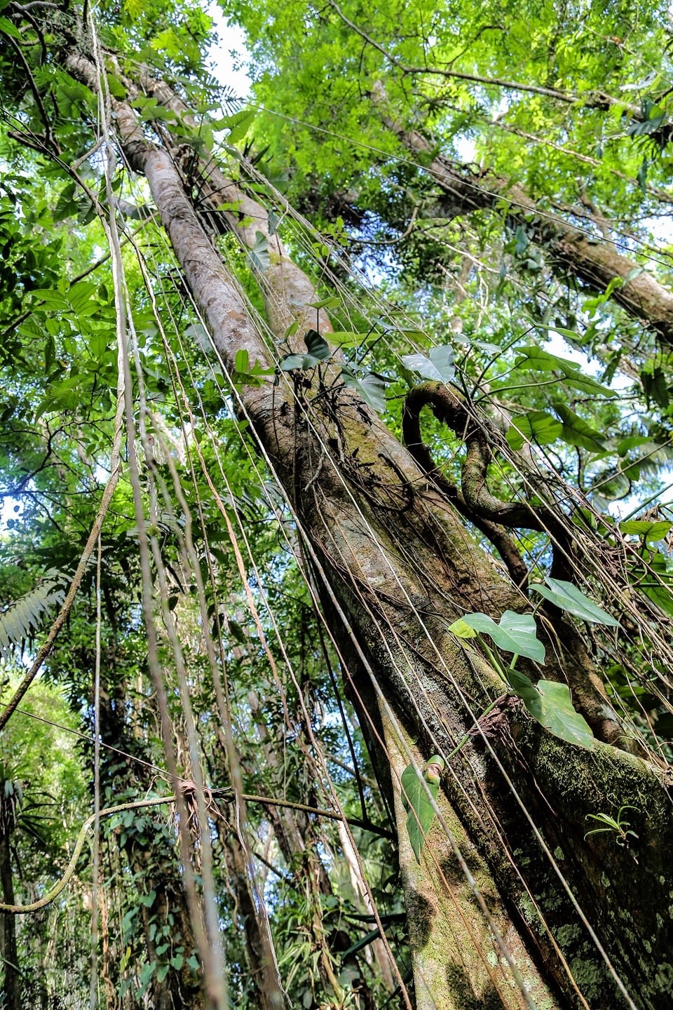 tropical tree and jungle vines