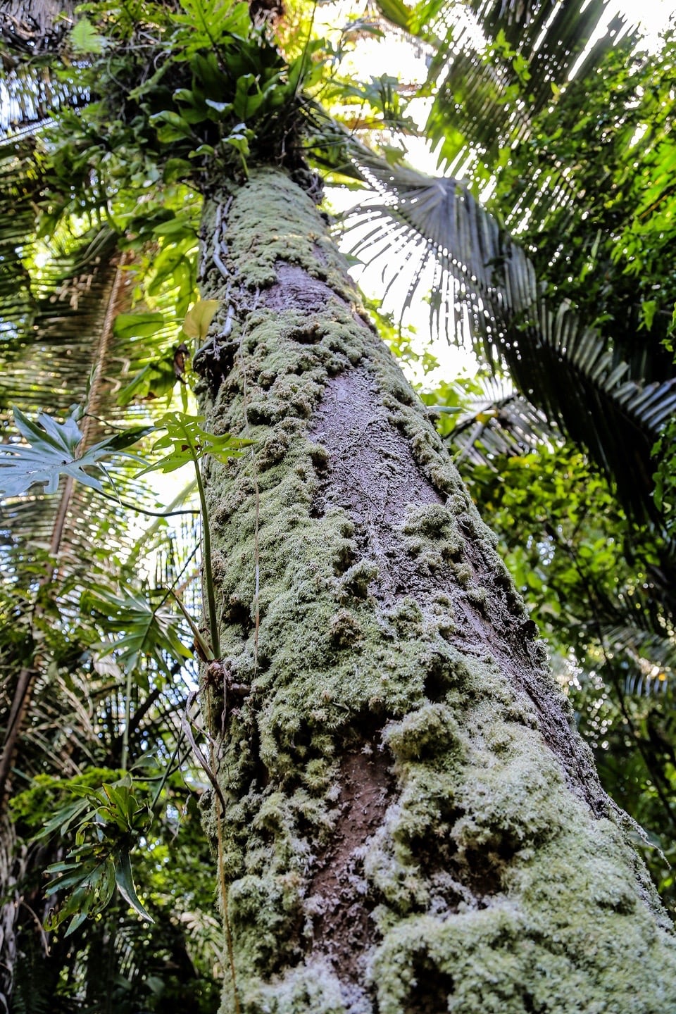 jaguar preserve belize