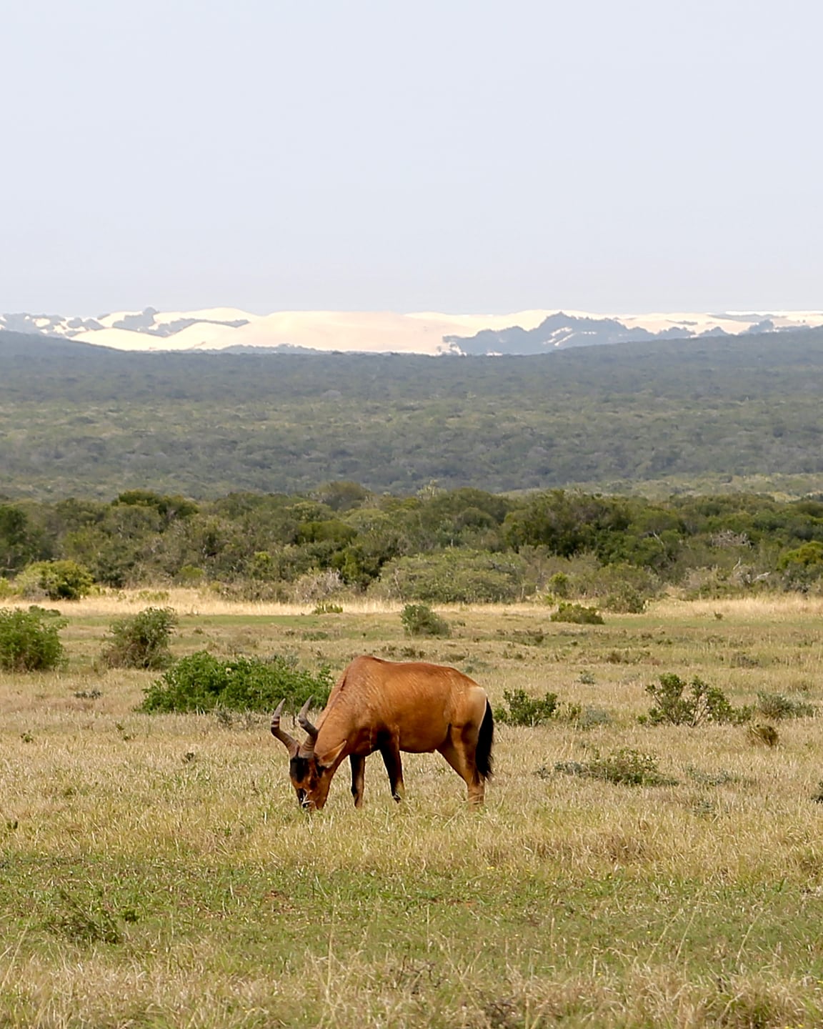 Kudu grazing in a valley.
