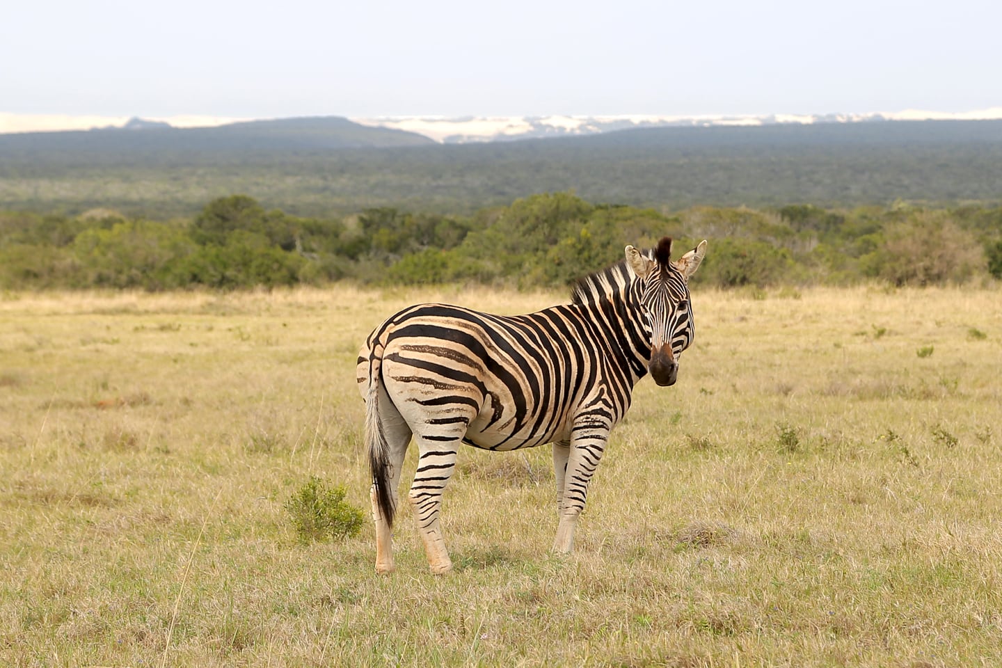 zebra walking in a vast meadow.