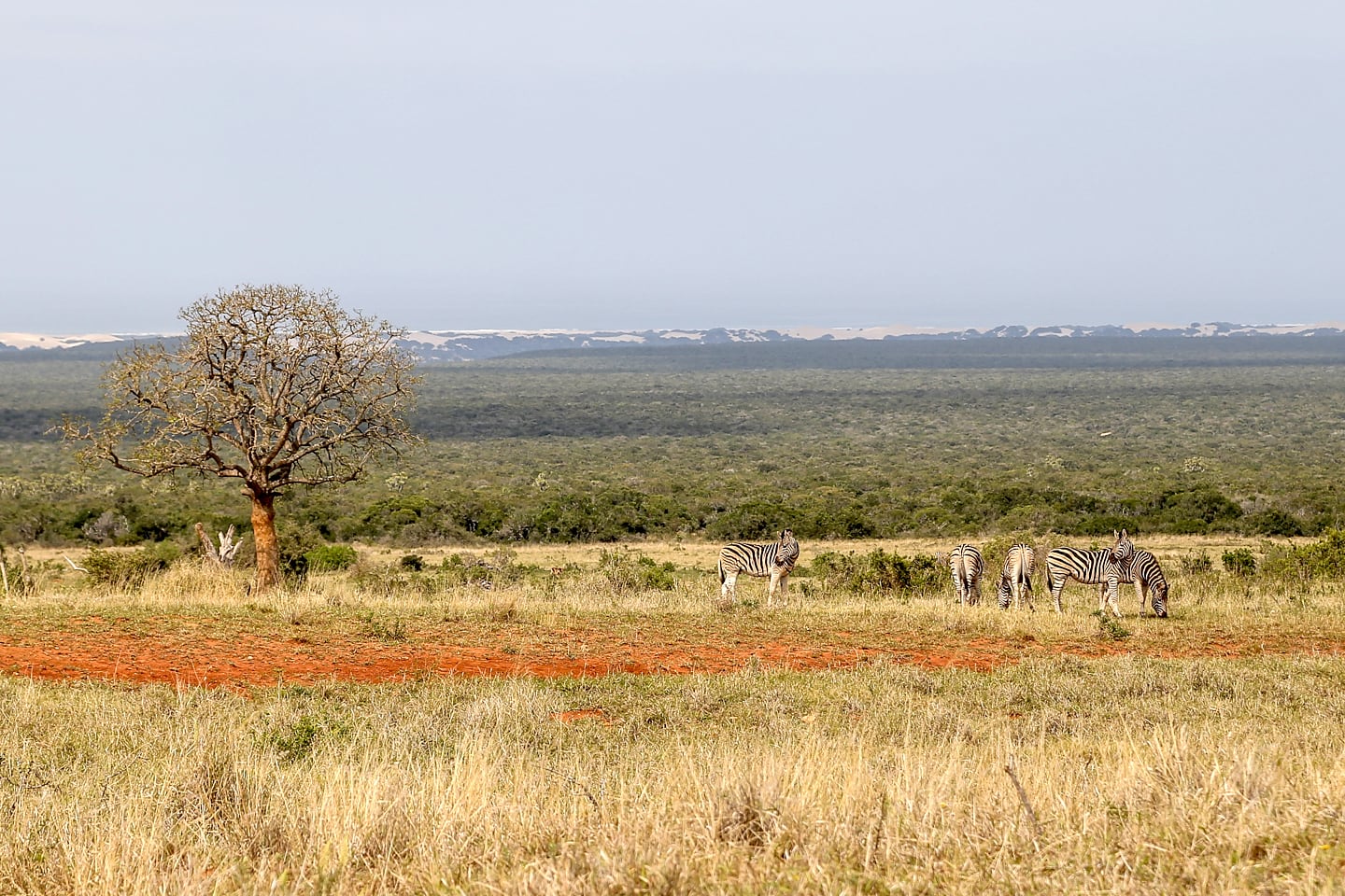 zebra at Addo Elephant Park