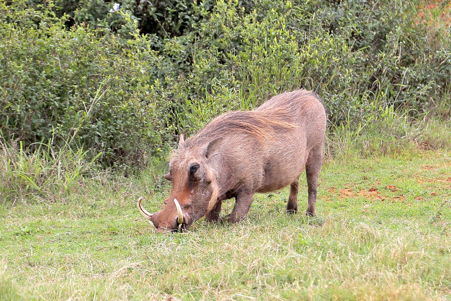 warthog feeding at Addo Elephant Park