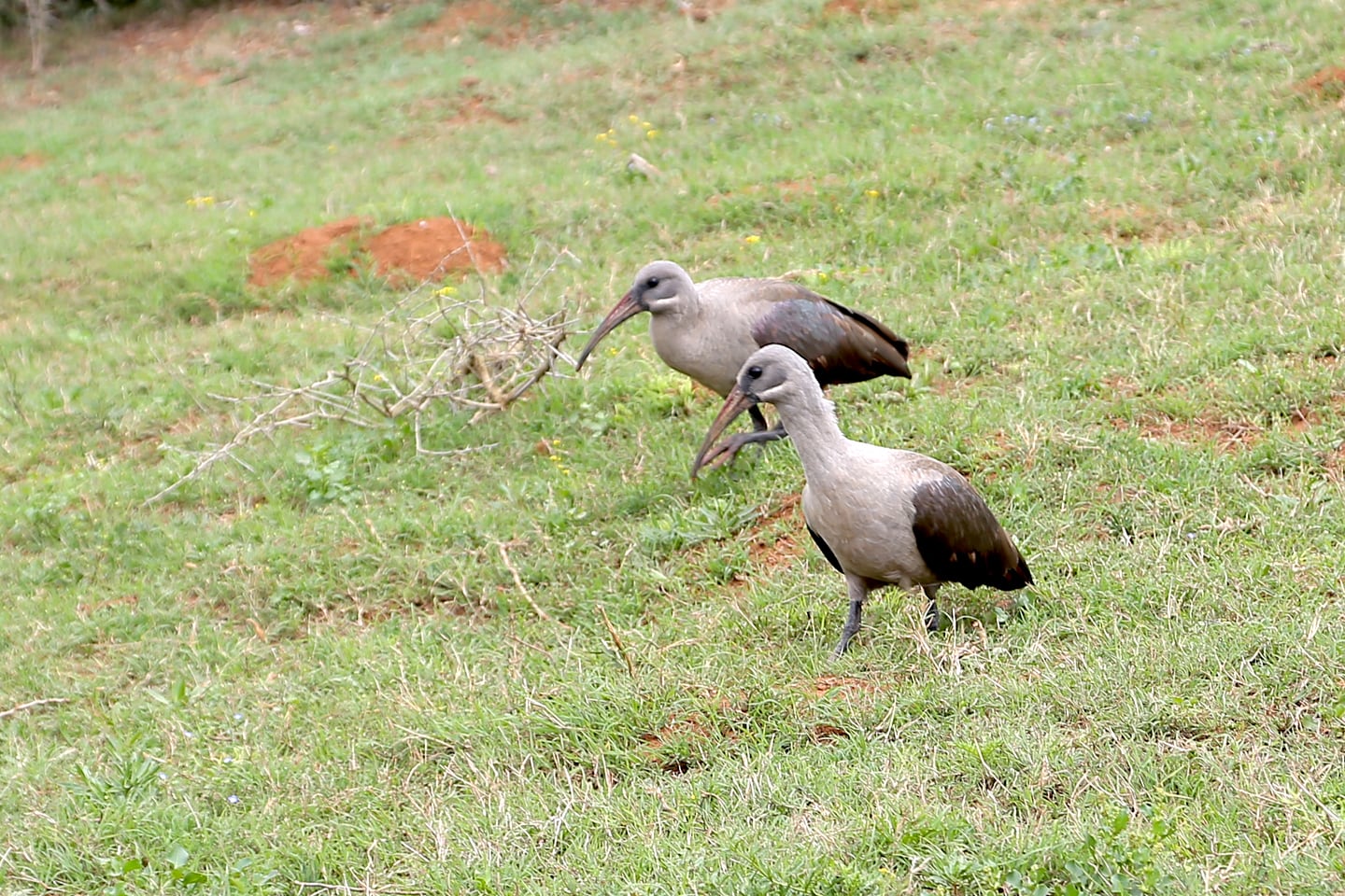 Ibis in a field of grass