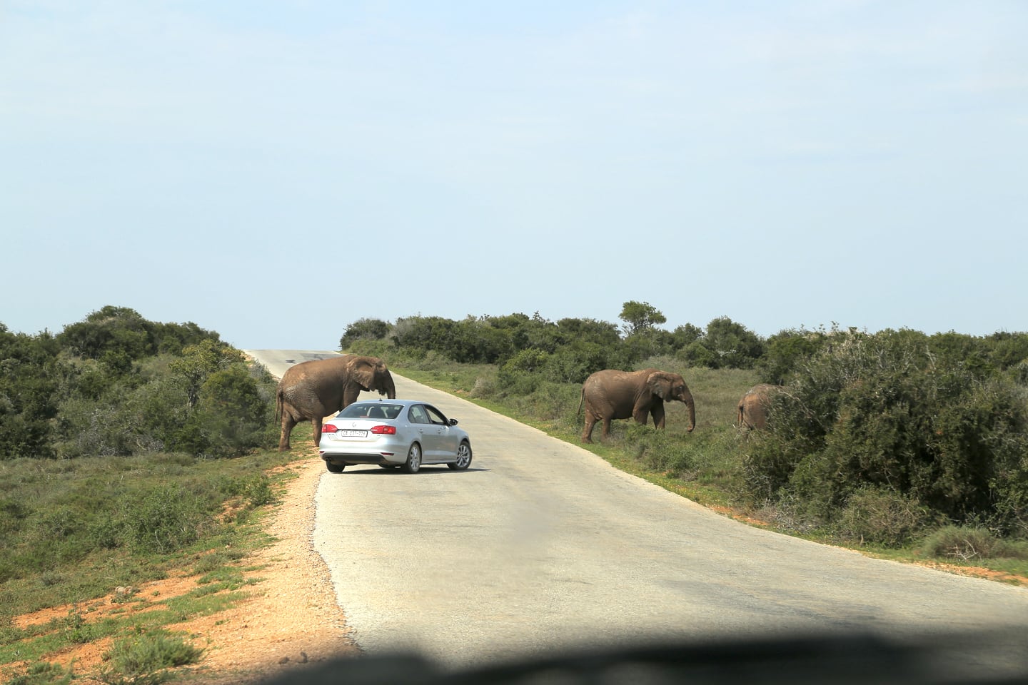 elephant encounter at Addo Elephant Park