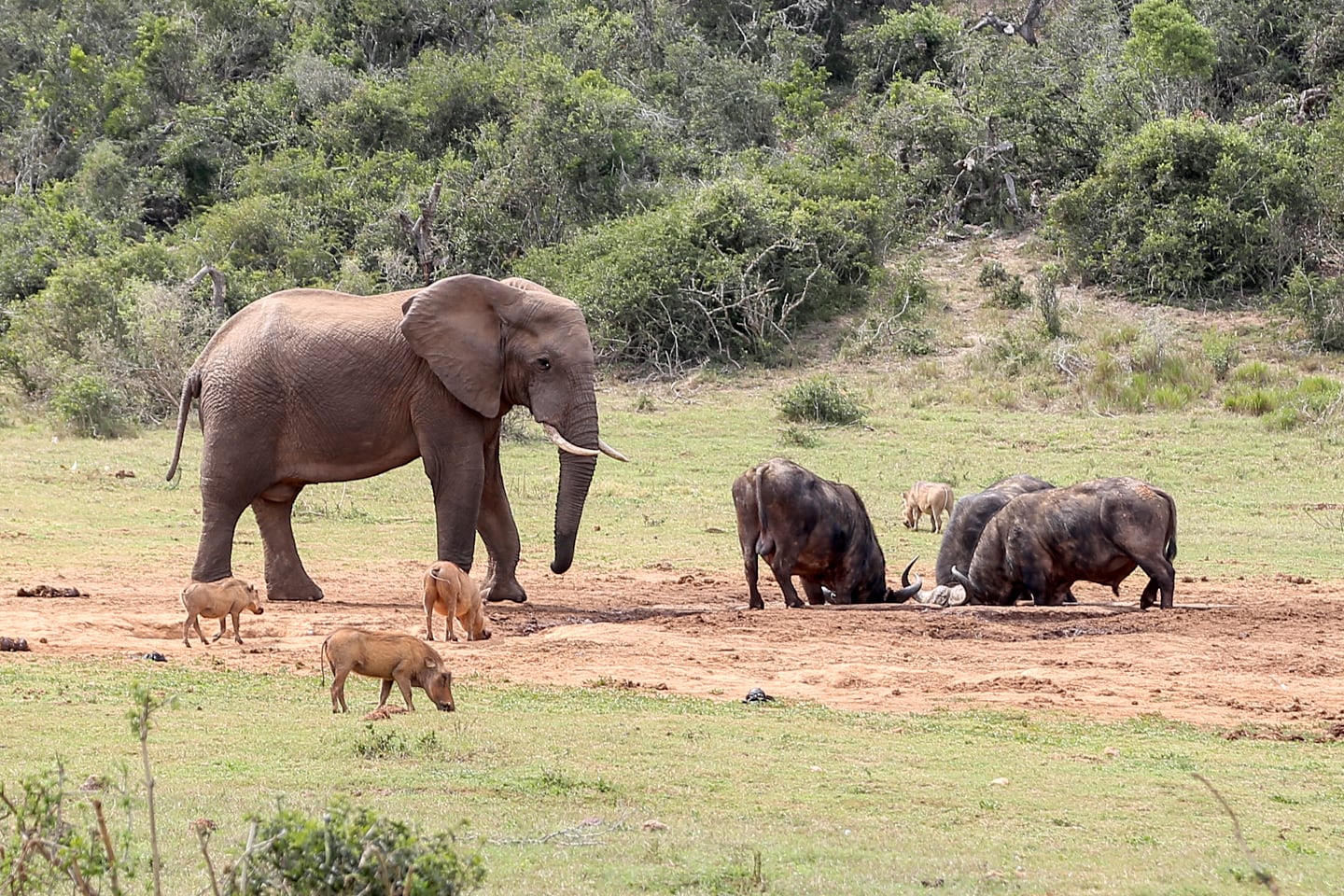 big game feed at Addo Elephant Park