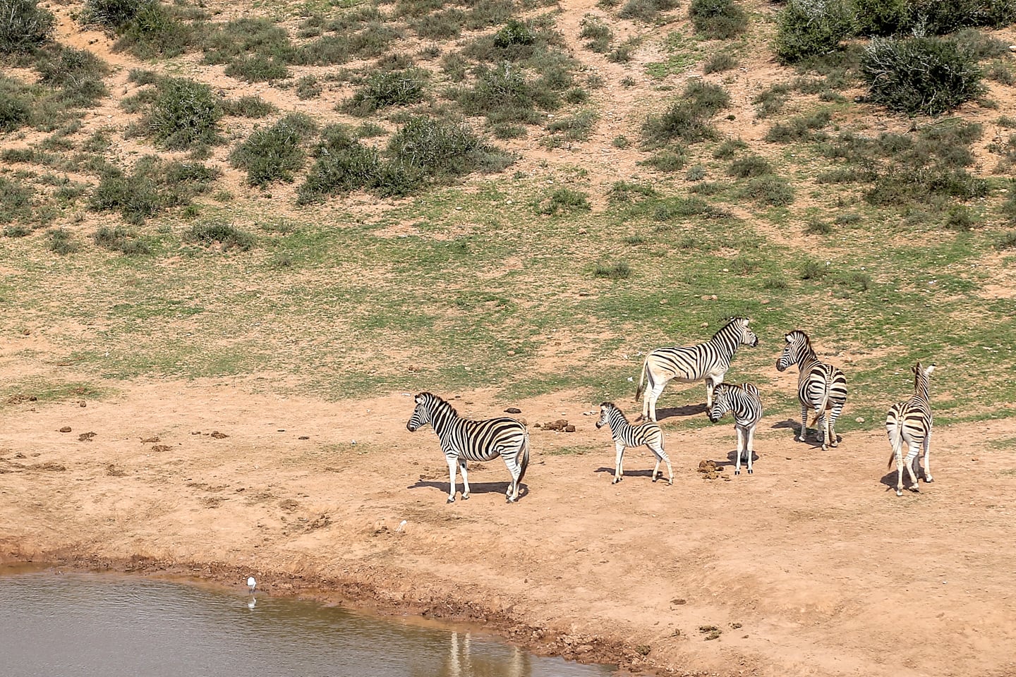 zebra near a pond at Addo Elephant Park South Africa