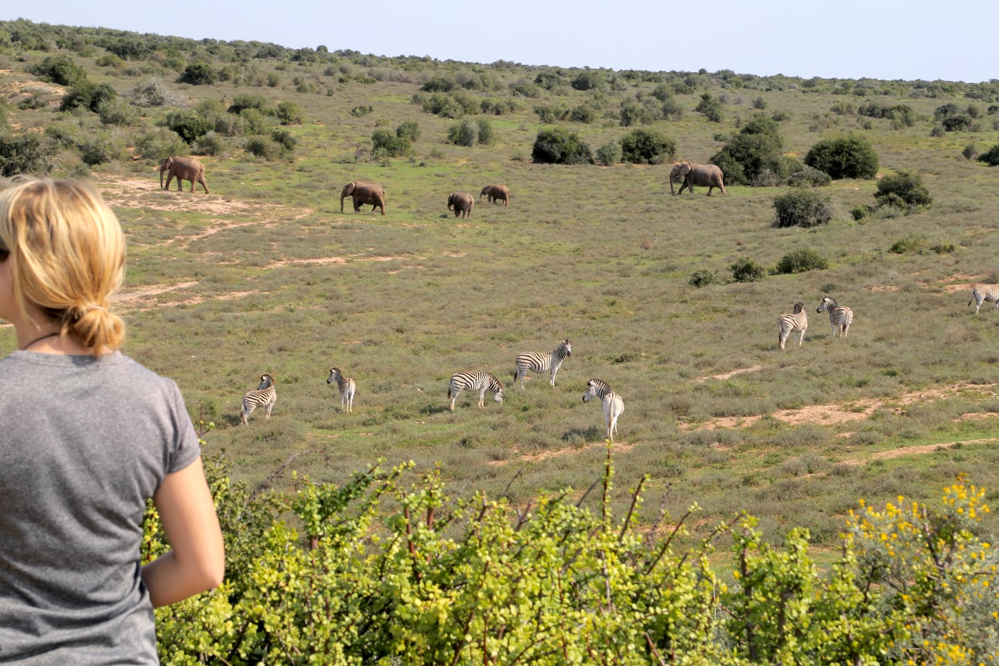 elephant and zebra Addo Elephant Park