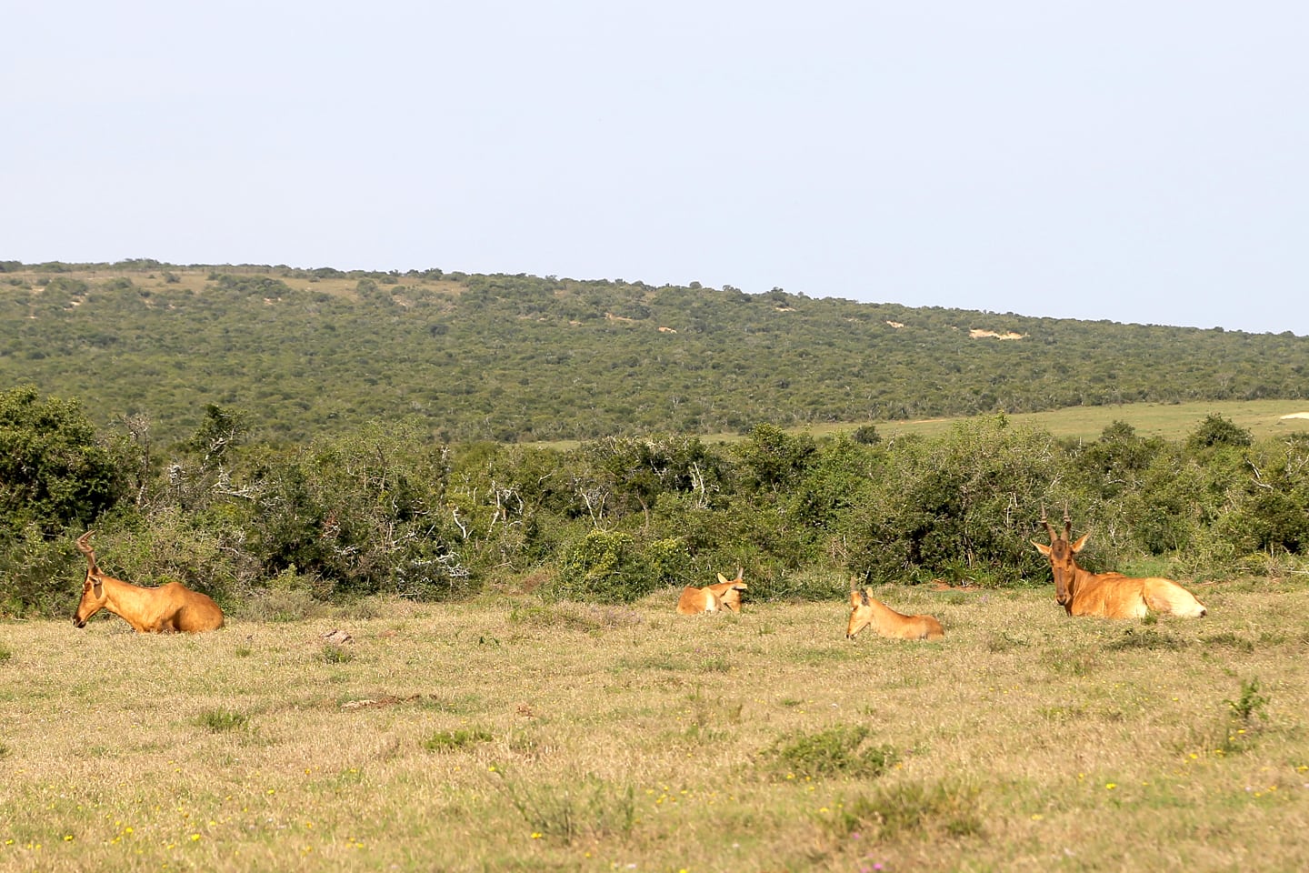 red hartebeest inside Addo Elephant Park