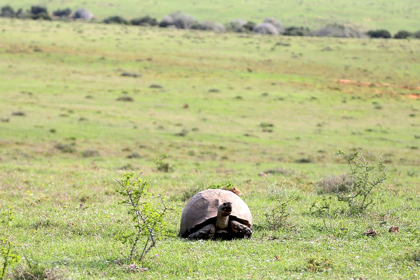 giant tortoise Addo Elephant Park South Africa