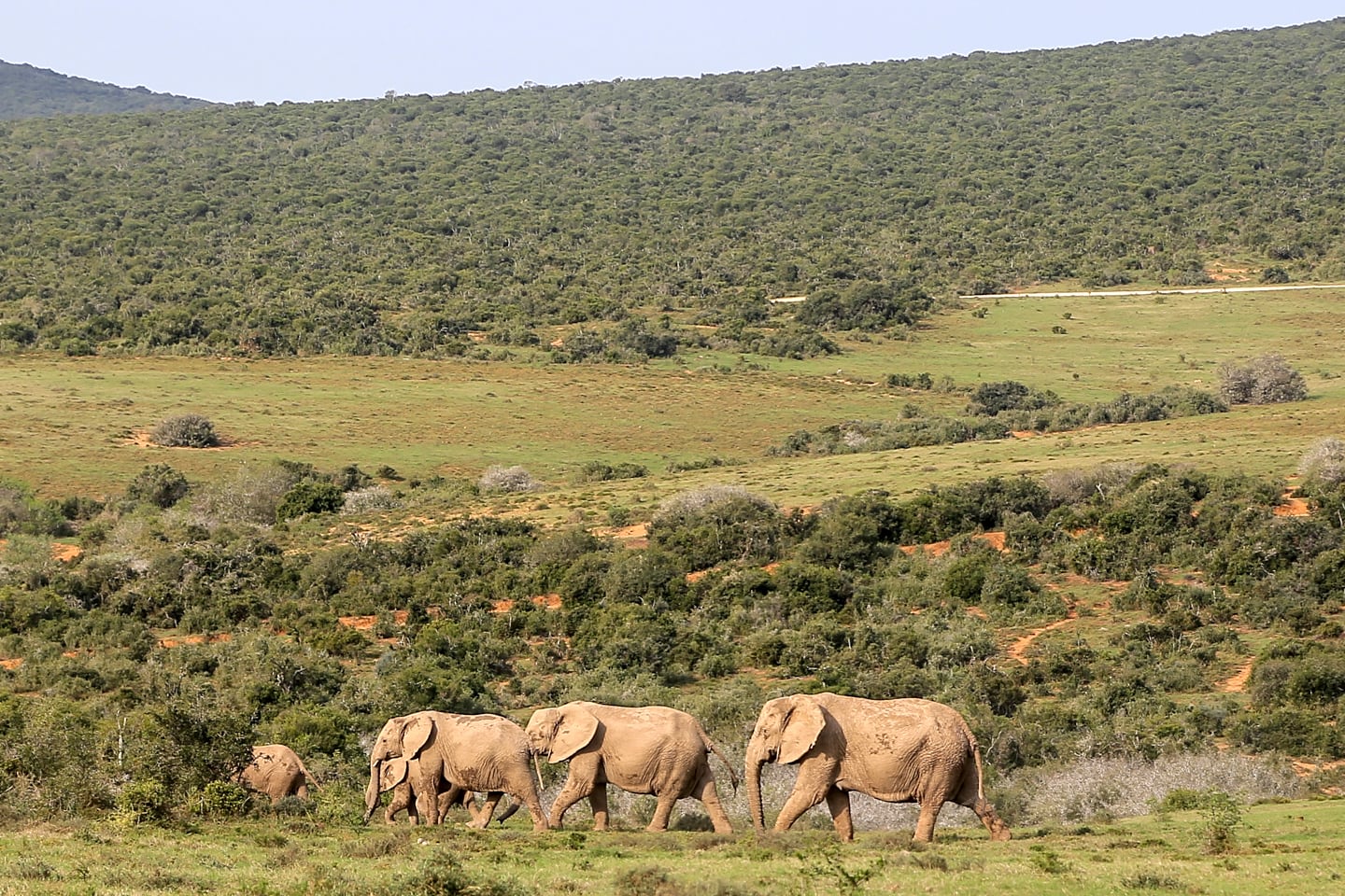 Addo Elephant Park