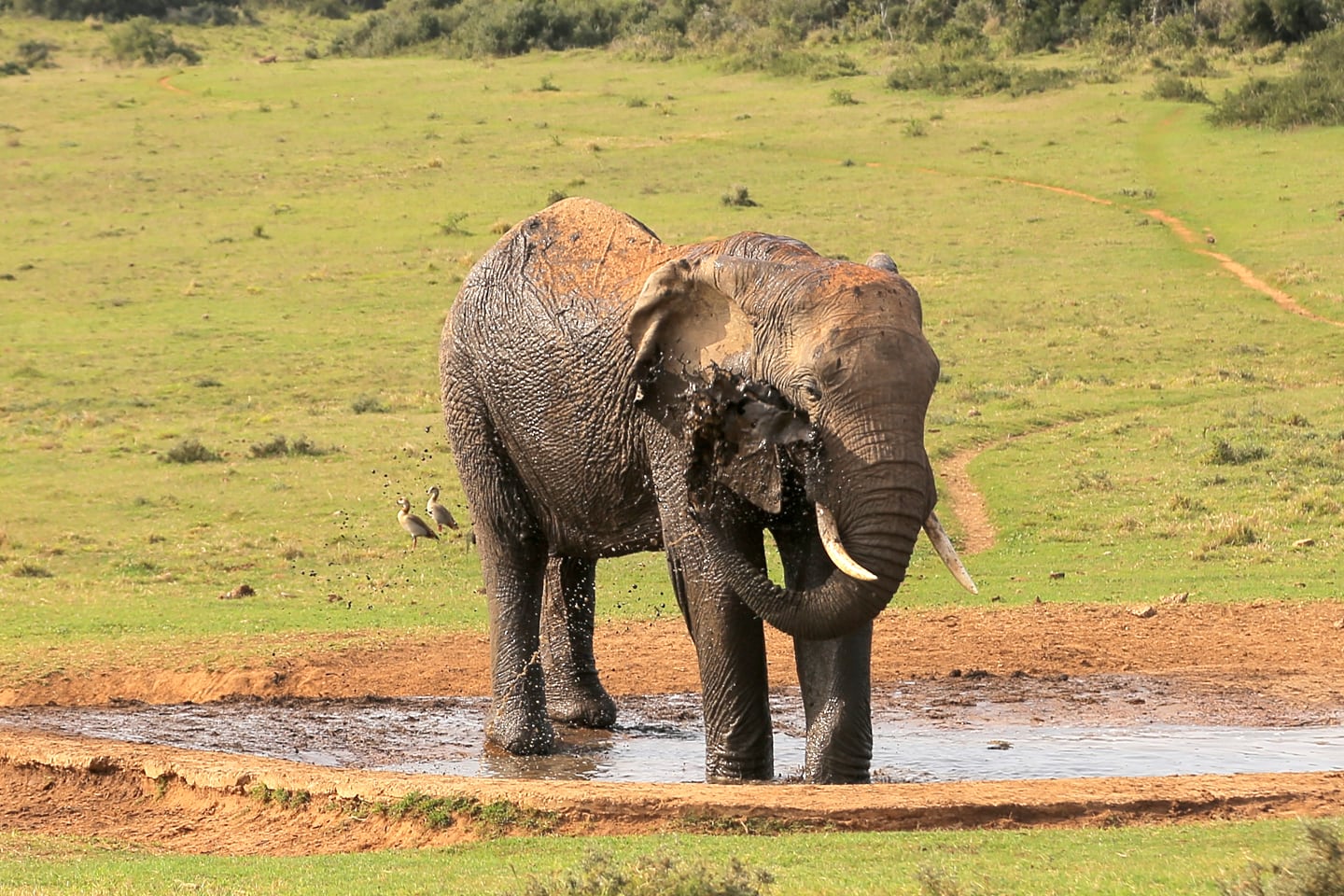 elephant bath Addo Elephant Park