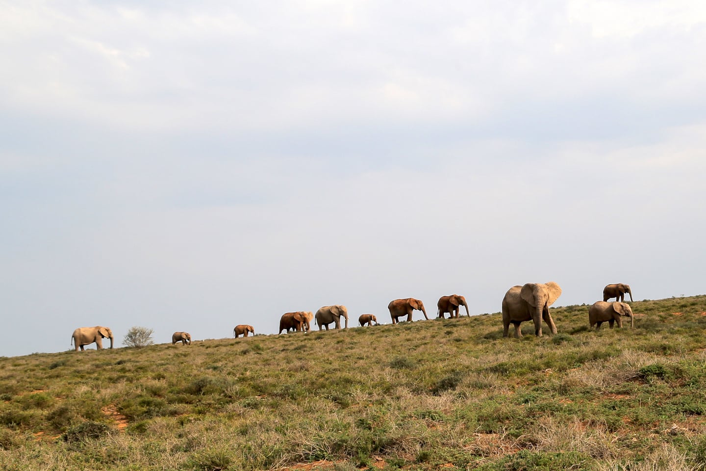 elephants on the horizon South Africa