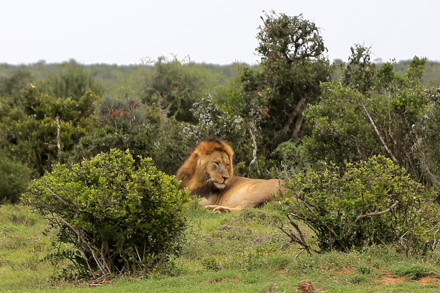 lion inside Addo Elephant Park