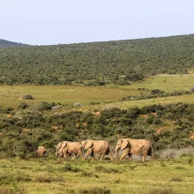 Addo Elephant National Park South Africa