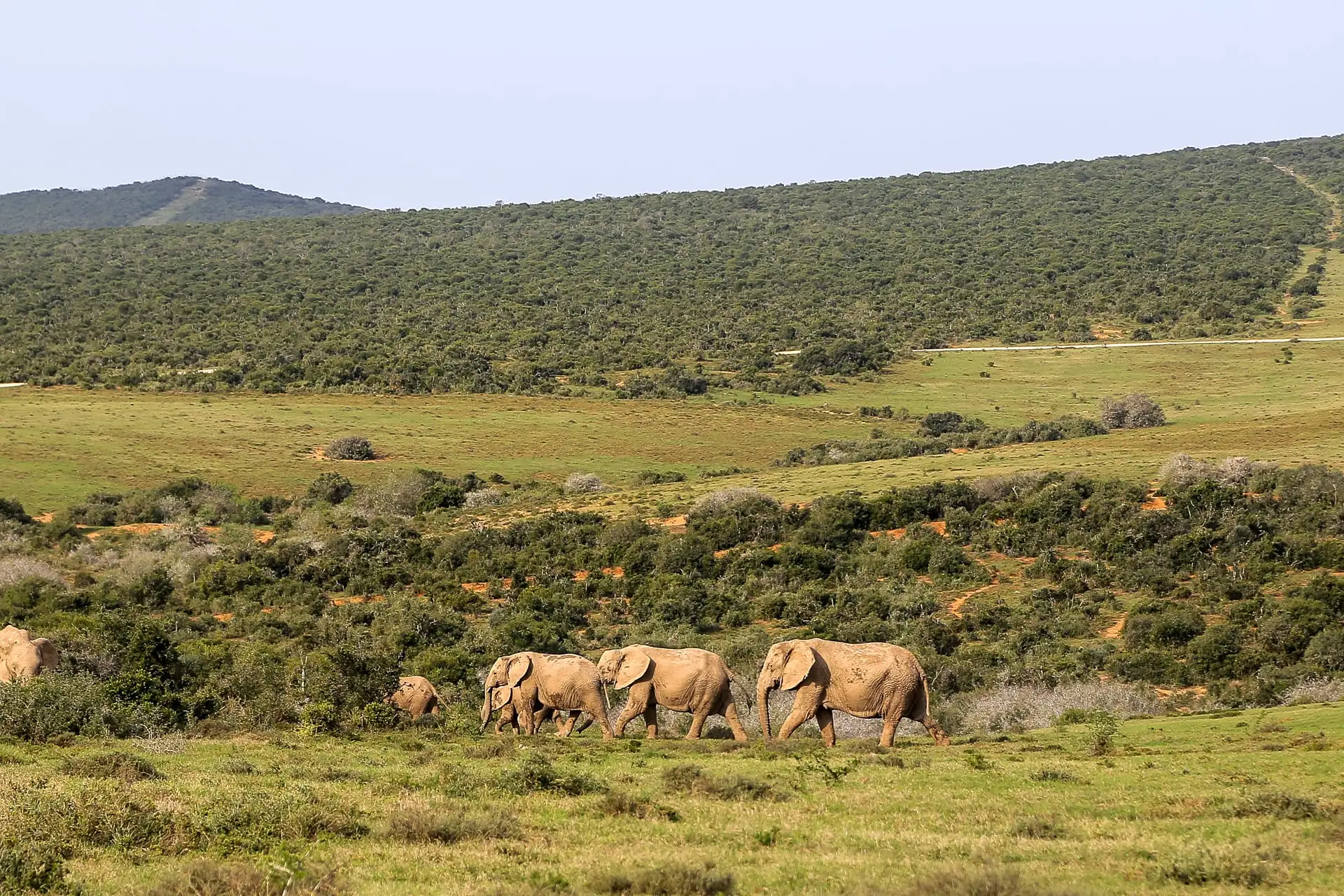 Addo Elephant National Park South Africa