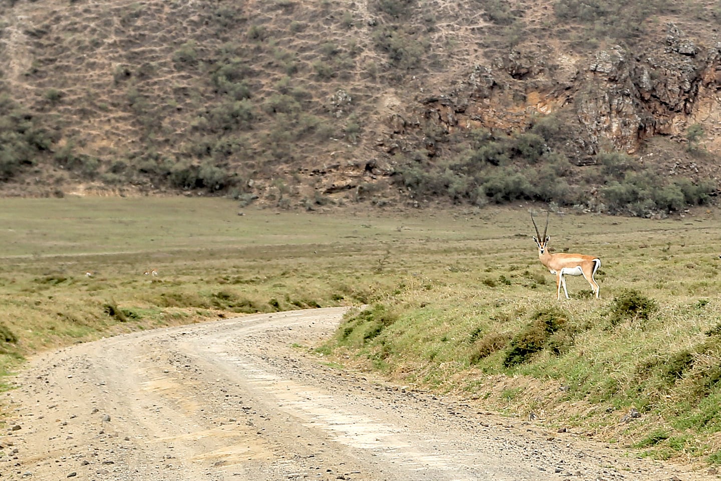 wildlife of Hells Gate National Park in Kenya