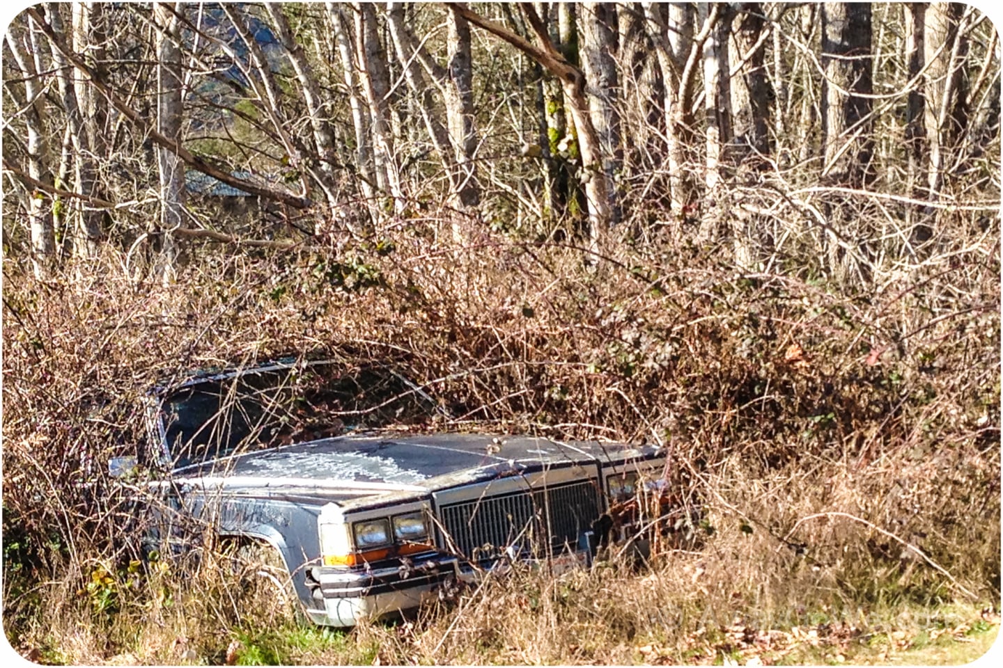 old sedan buried in weeds
