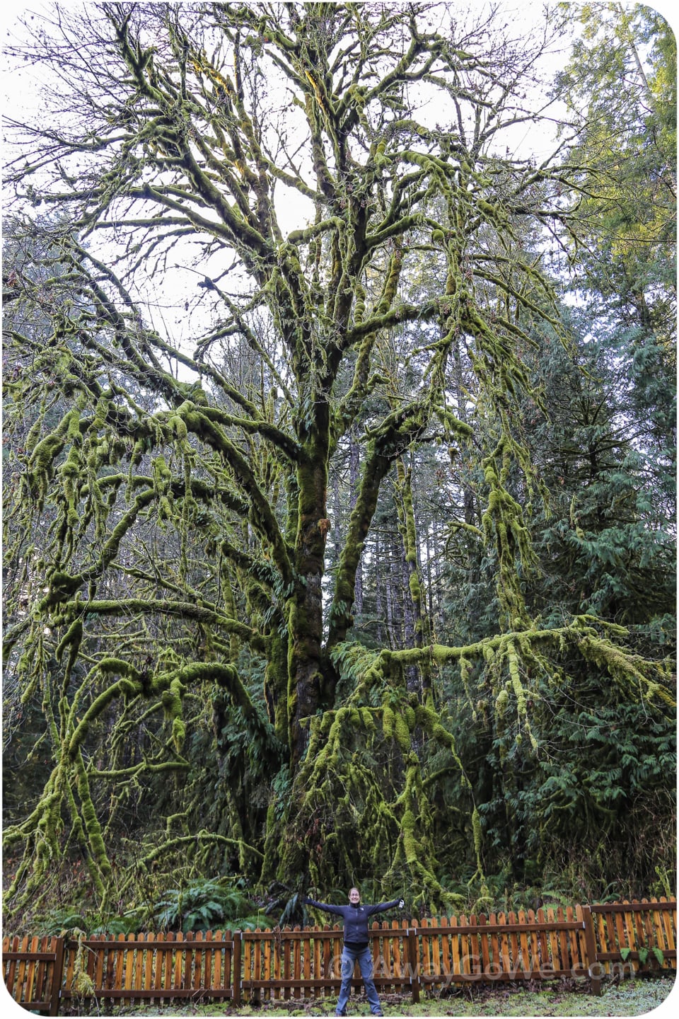large tree in Olympic National Forest